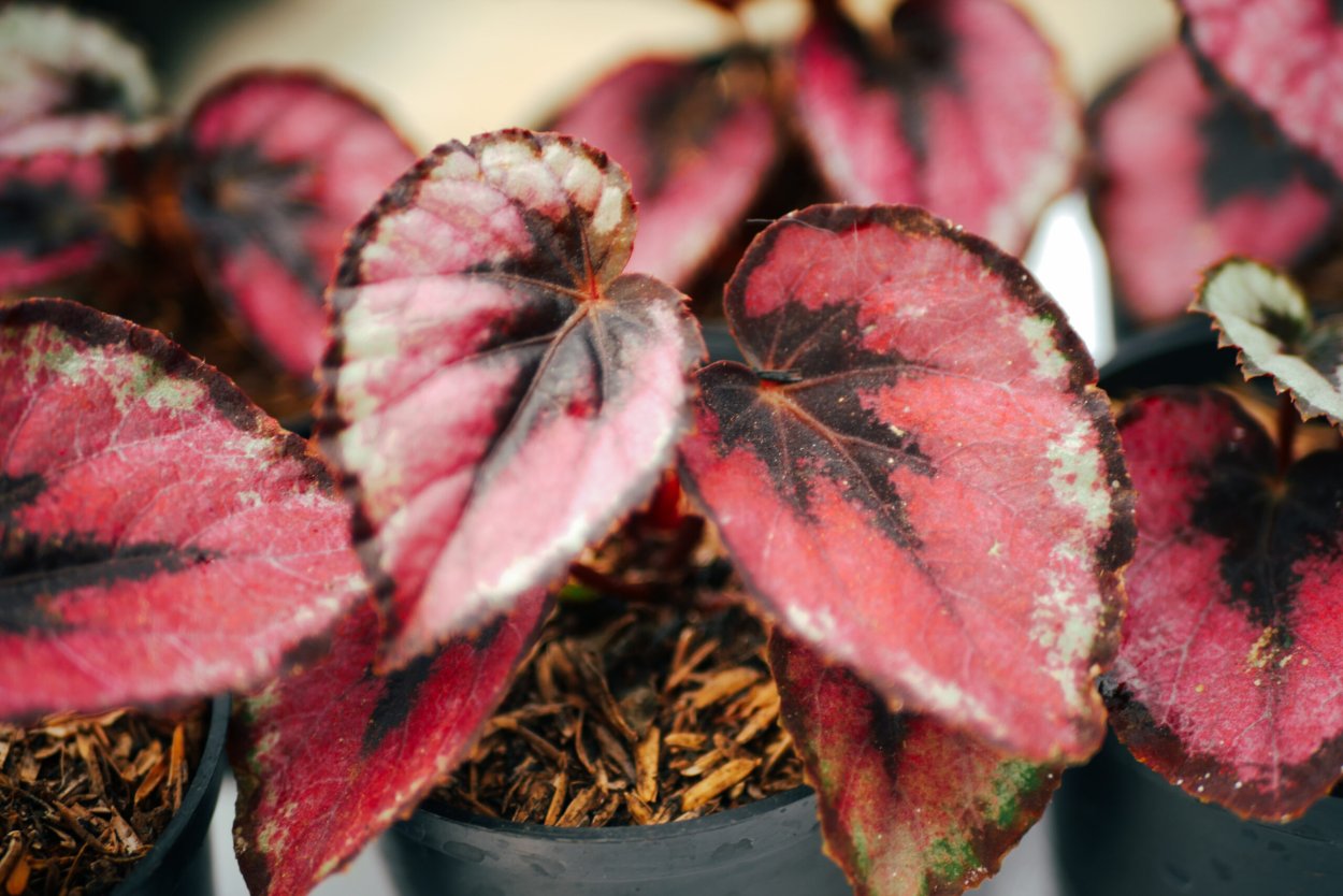 Бегония клубневая вечноцветущая