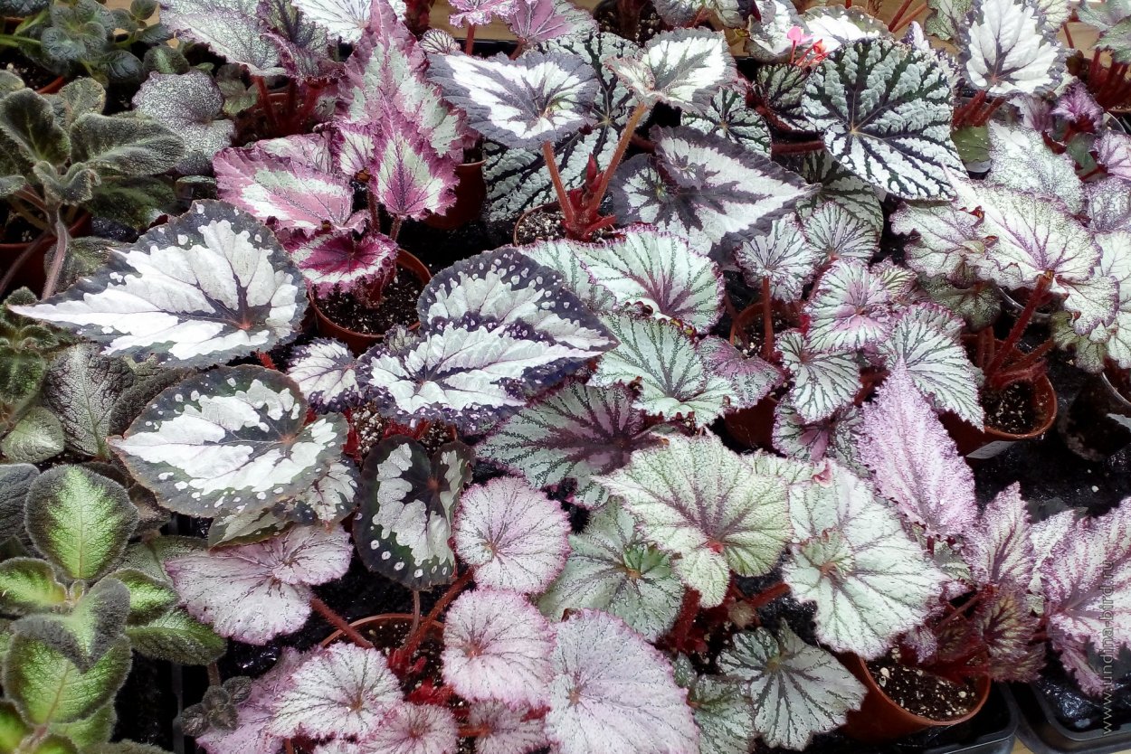 Бегония borneensis