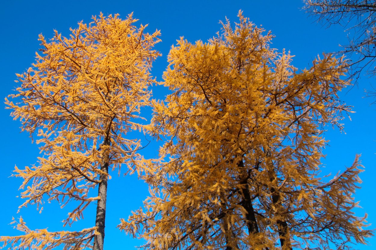 Лиственница листопадное