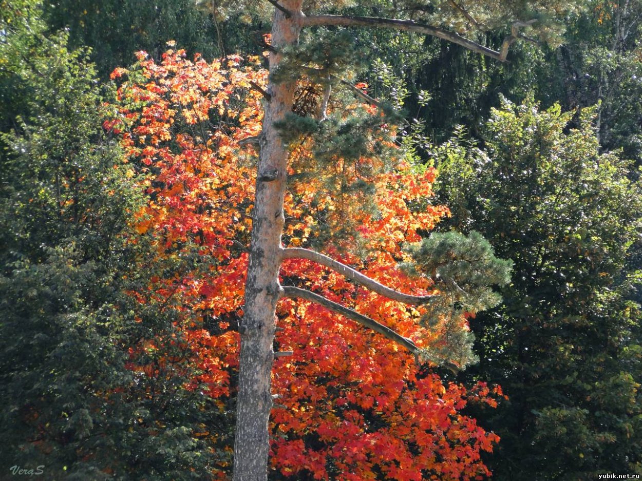 Сосна клен канадский рябина