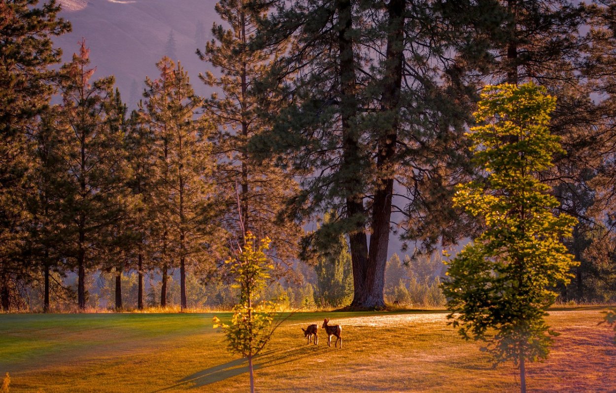 Осенние картинки