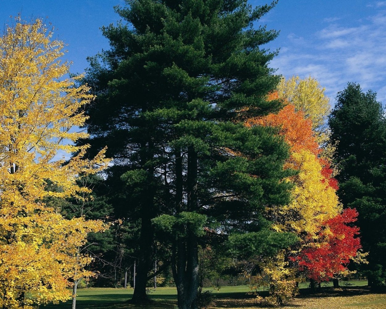 Сосна осенью