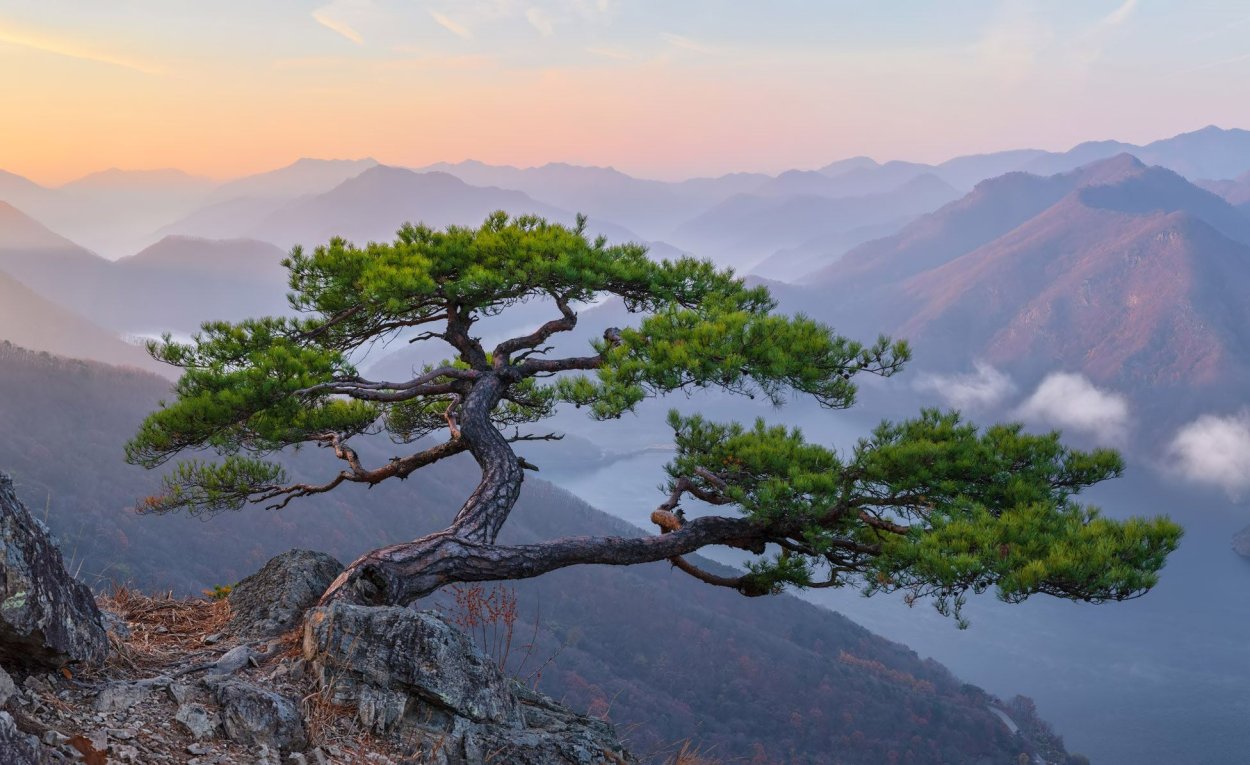 Мебель дуб ольха клен орех