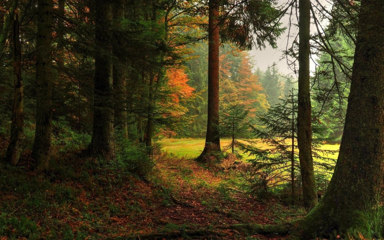 Осень в хвойном лесу
