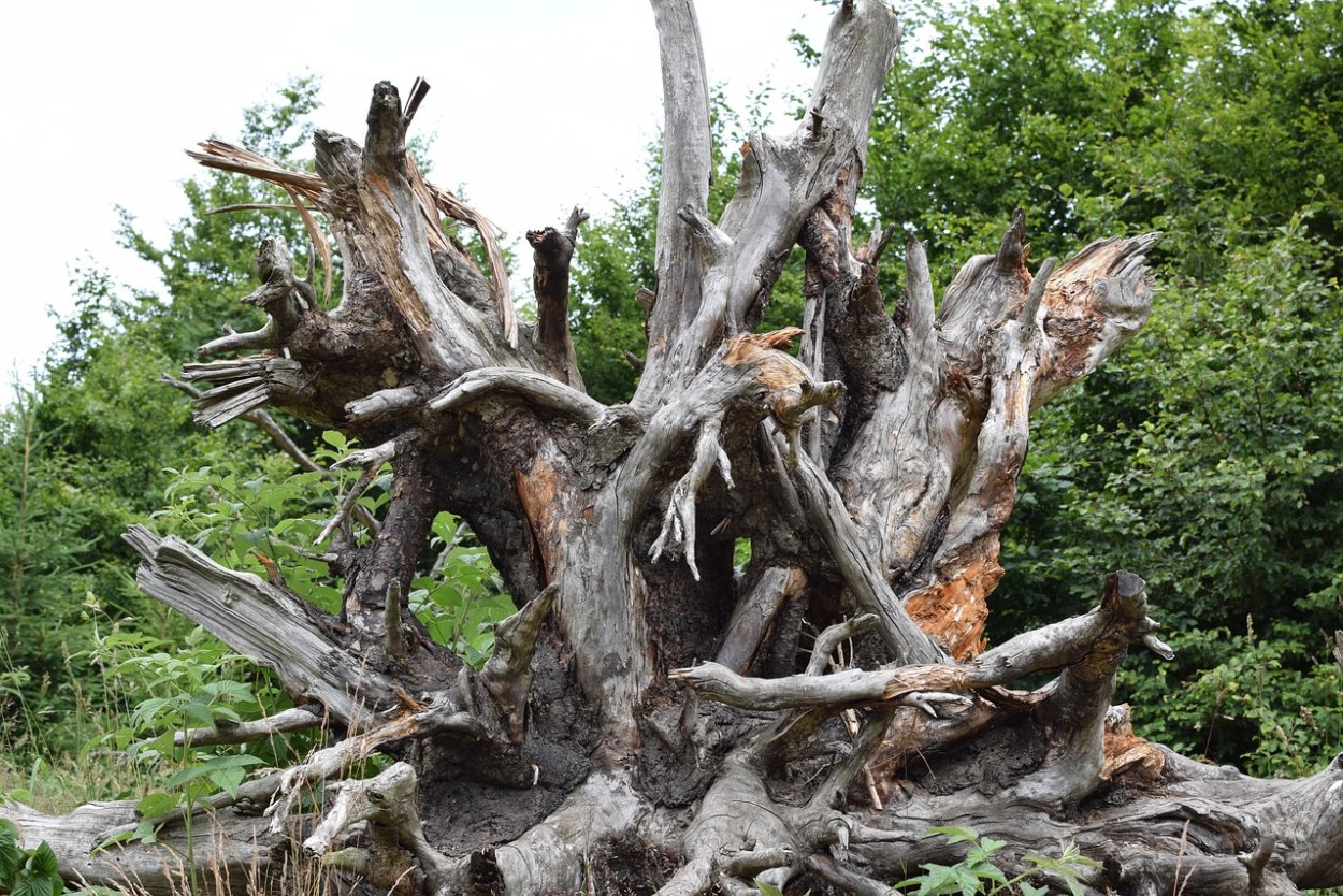 Причудливые корни деревьев