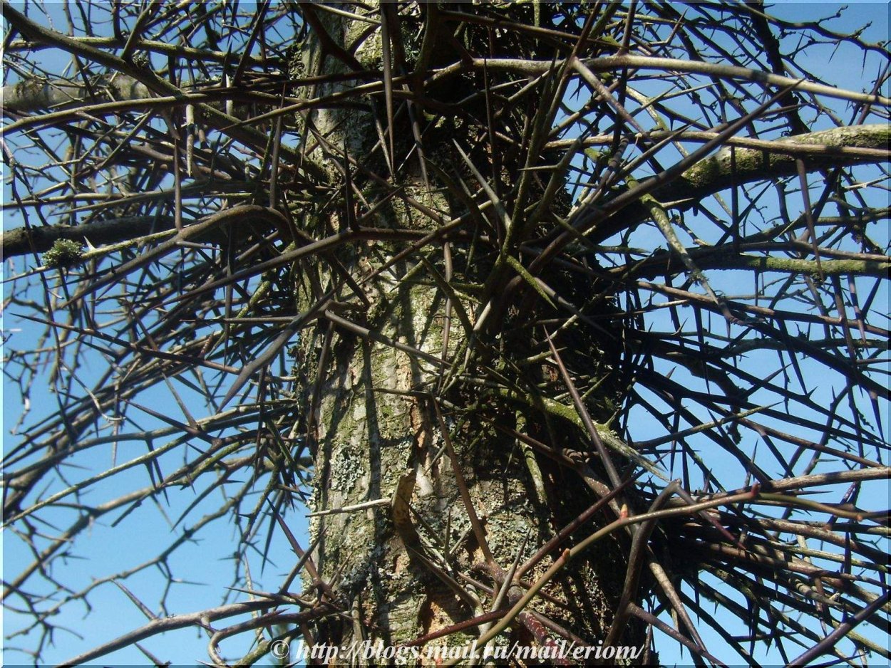 Гледичия колючая