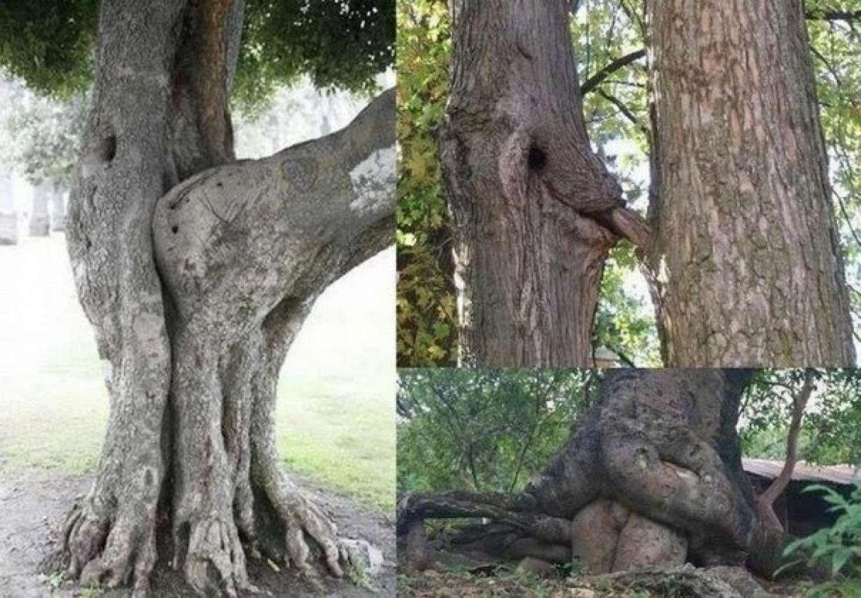 Дерево с членом