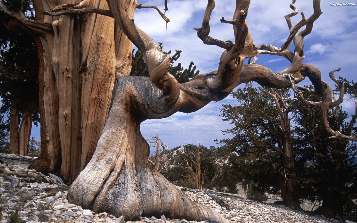 Бристлеконские сосны Мафусаил