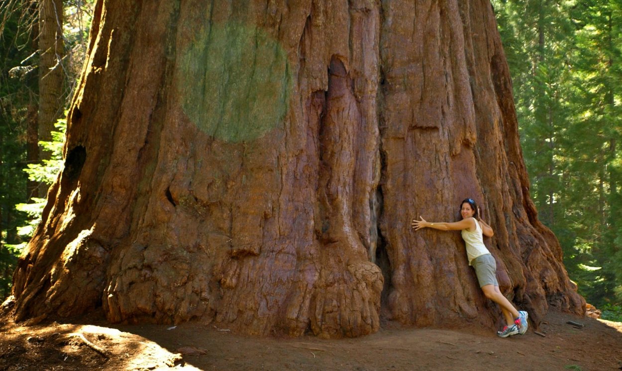 Генерал Шерман дерево в обхват