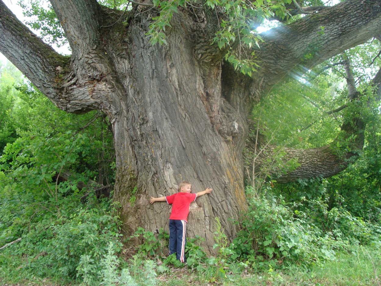 Сокора дерево
