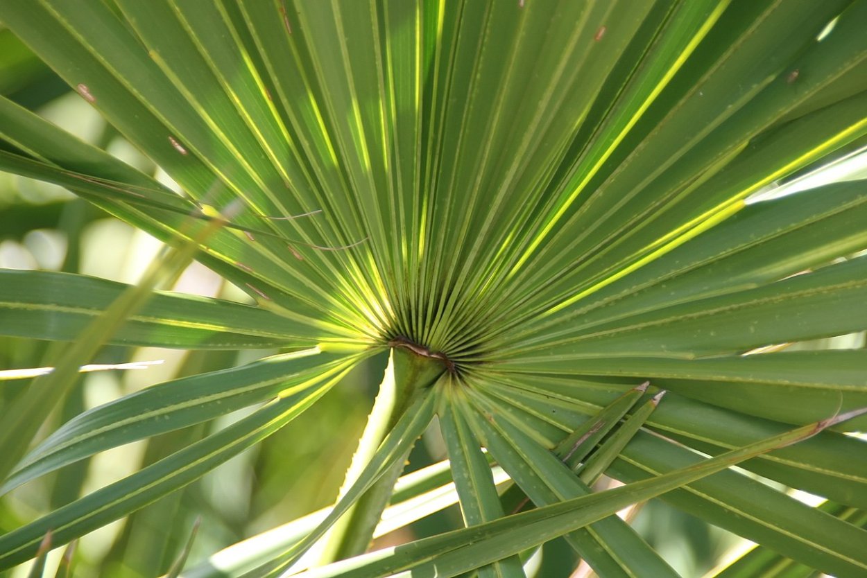 Century saw Palmetto