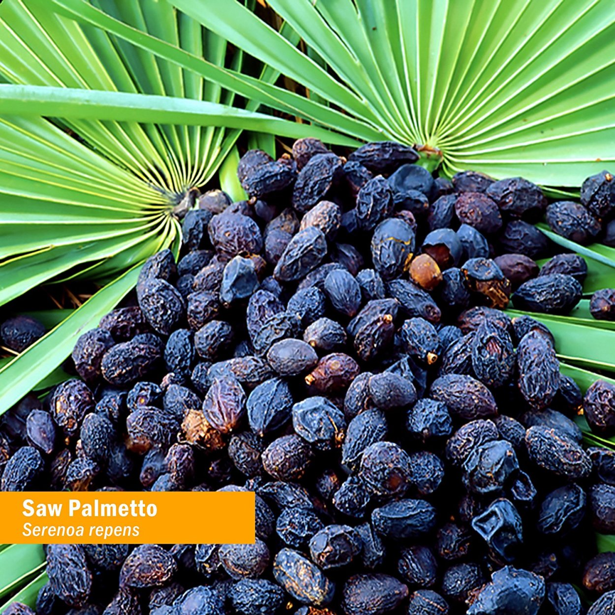 Saw Palmetto