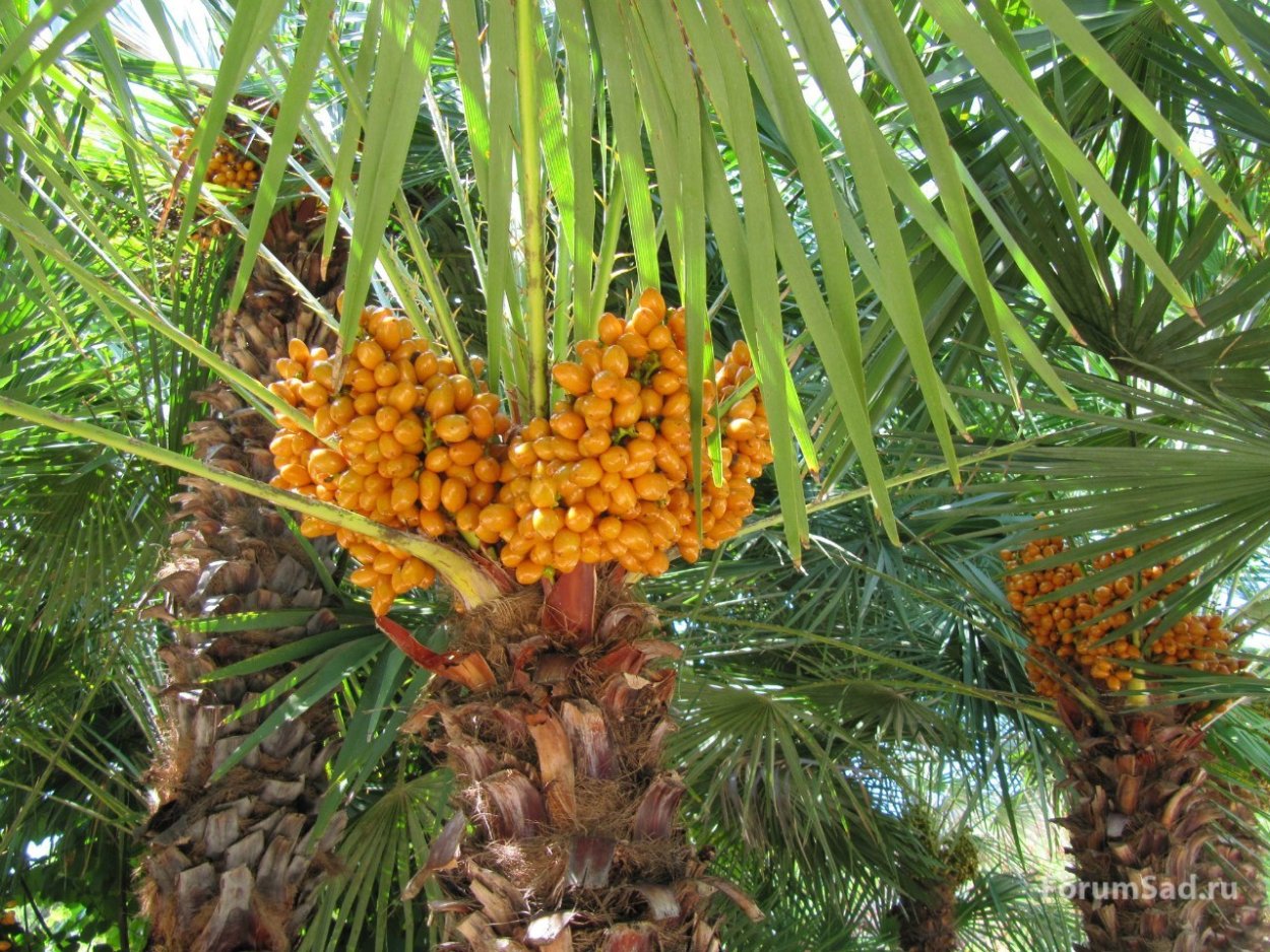 пальма с желтыми плодами фото и название