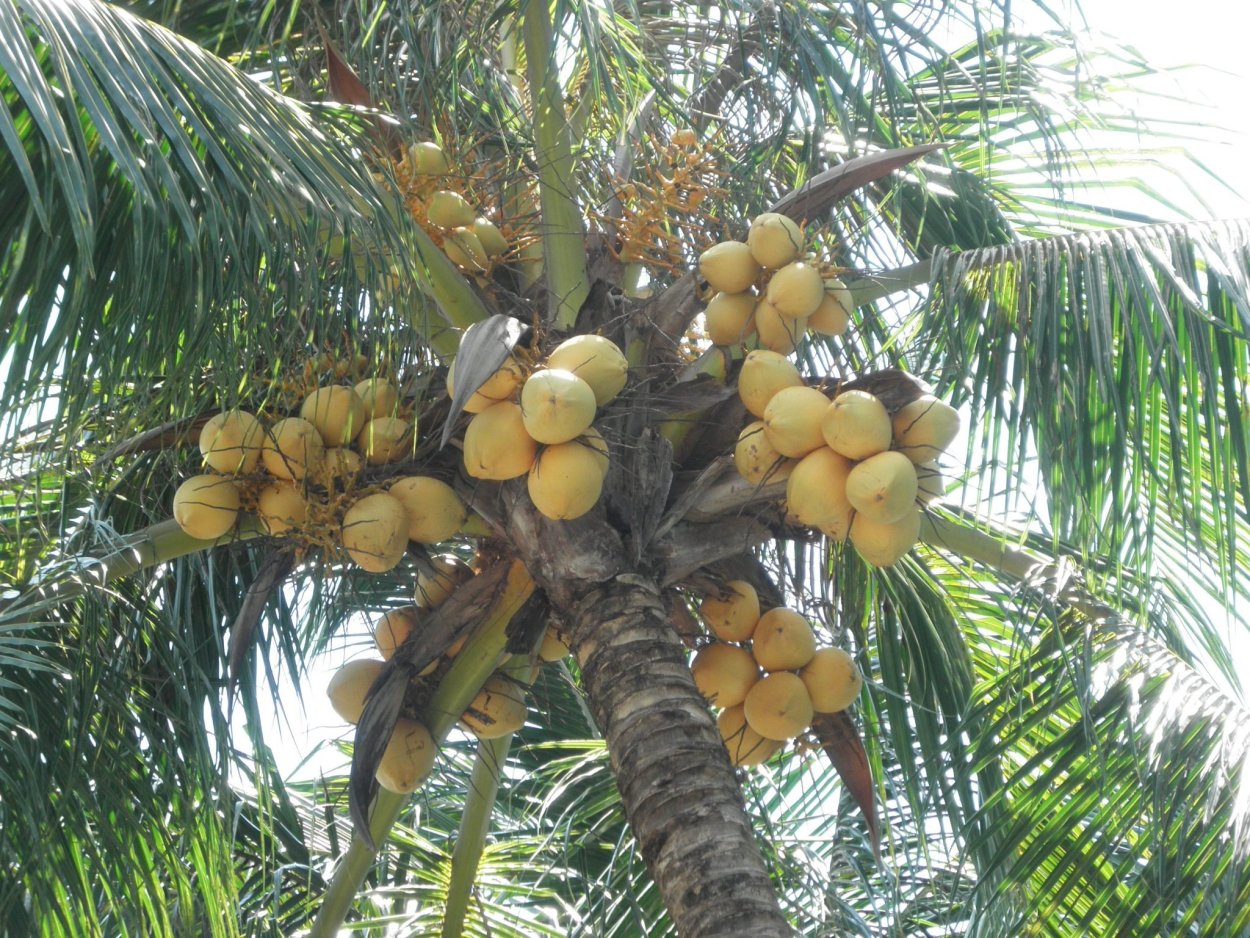 Пальма с желтыми плодами