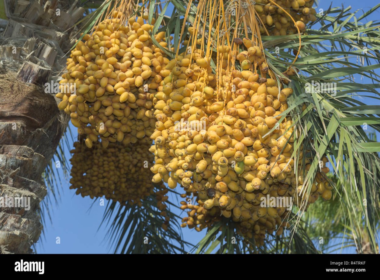 Желтенькие плоды на Пальме