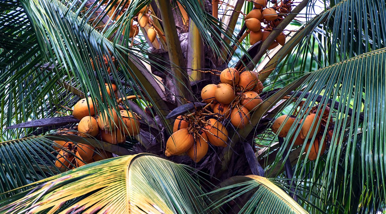 пальма с желтыми плодами фото и название