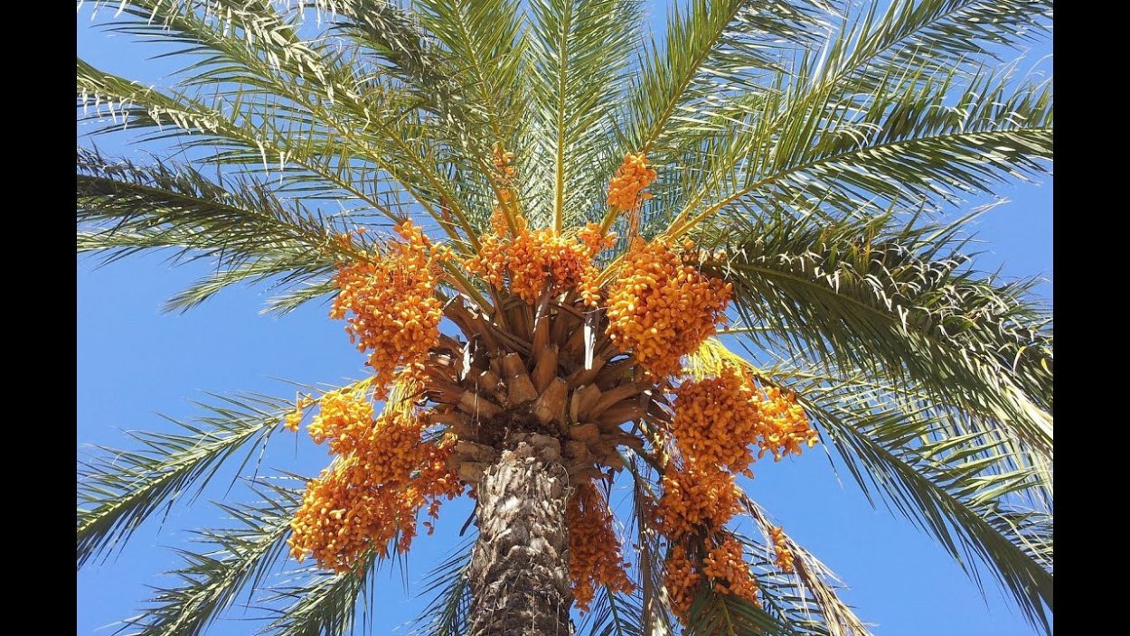 Пальма Бутия