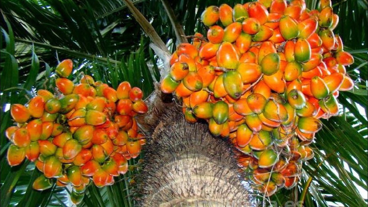 Желтый Кокос