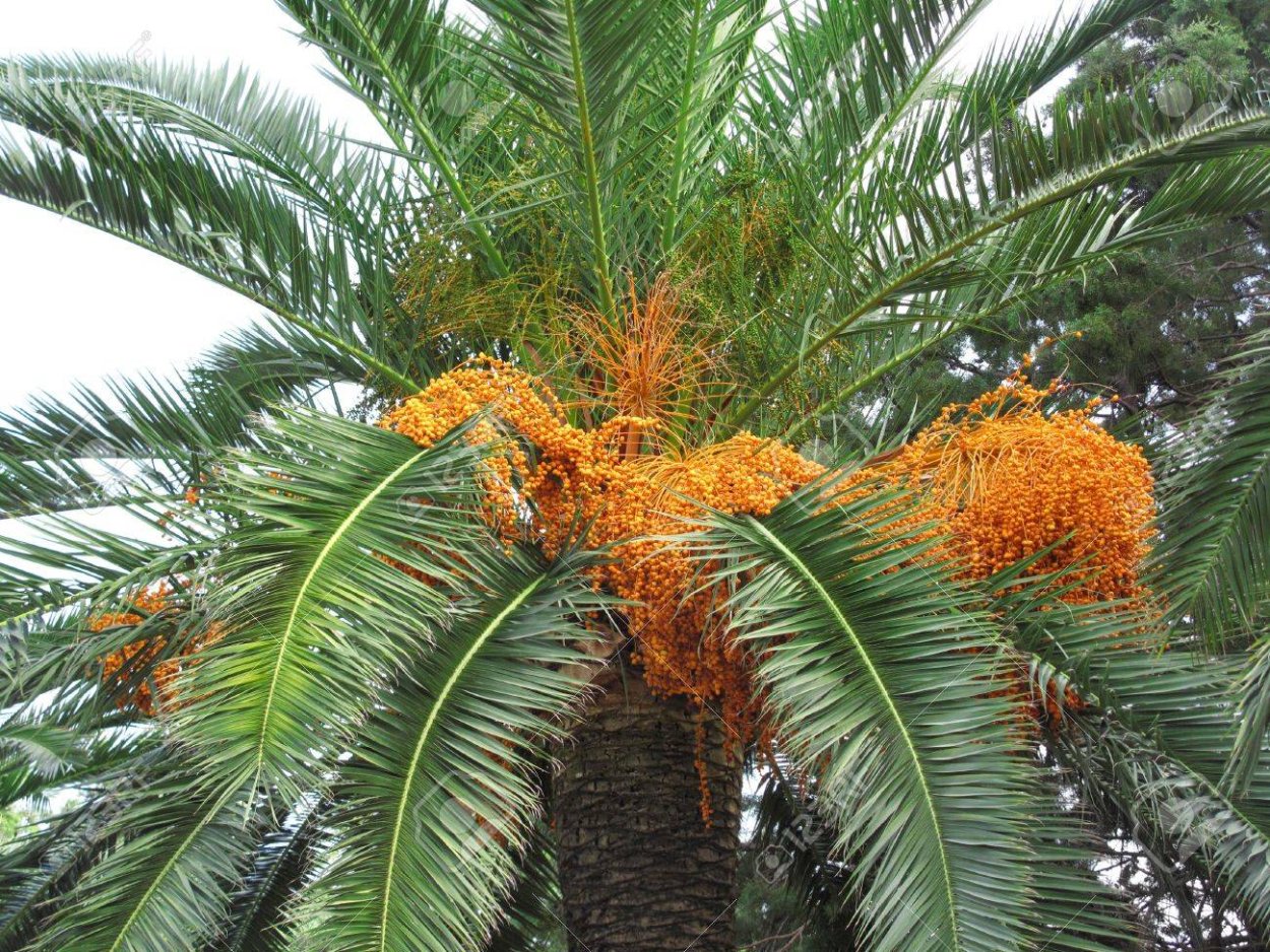 Сердцевина пальмы