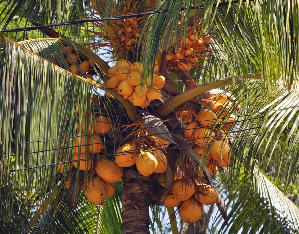 Пальма Бутия плоды