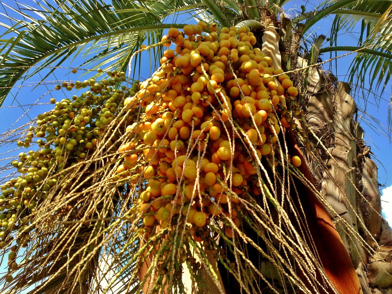 Финиковая Пальма Абхазия