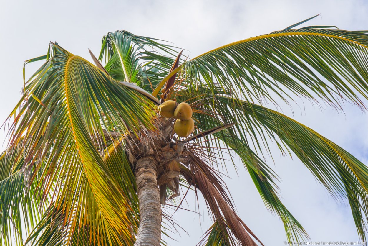 Пальма Пальмира