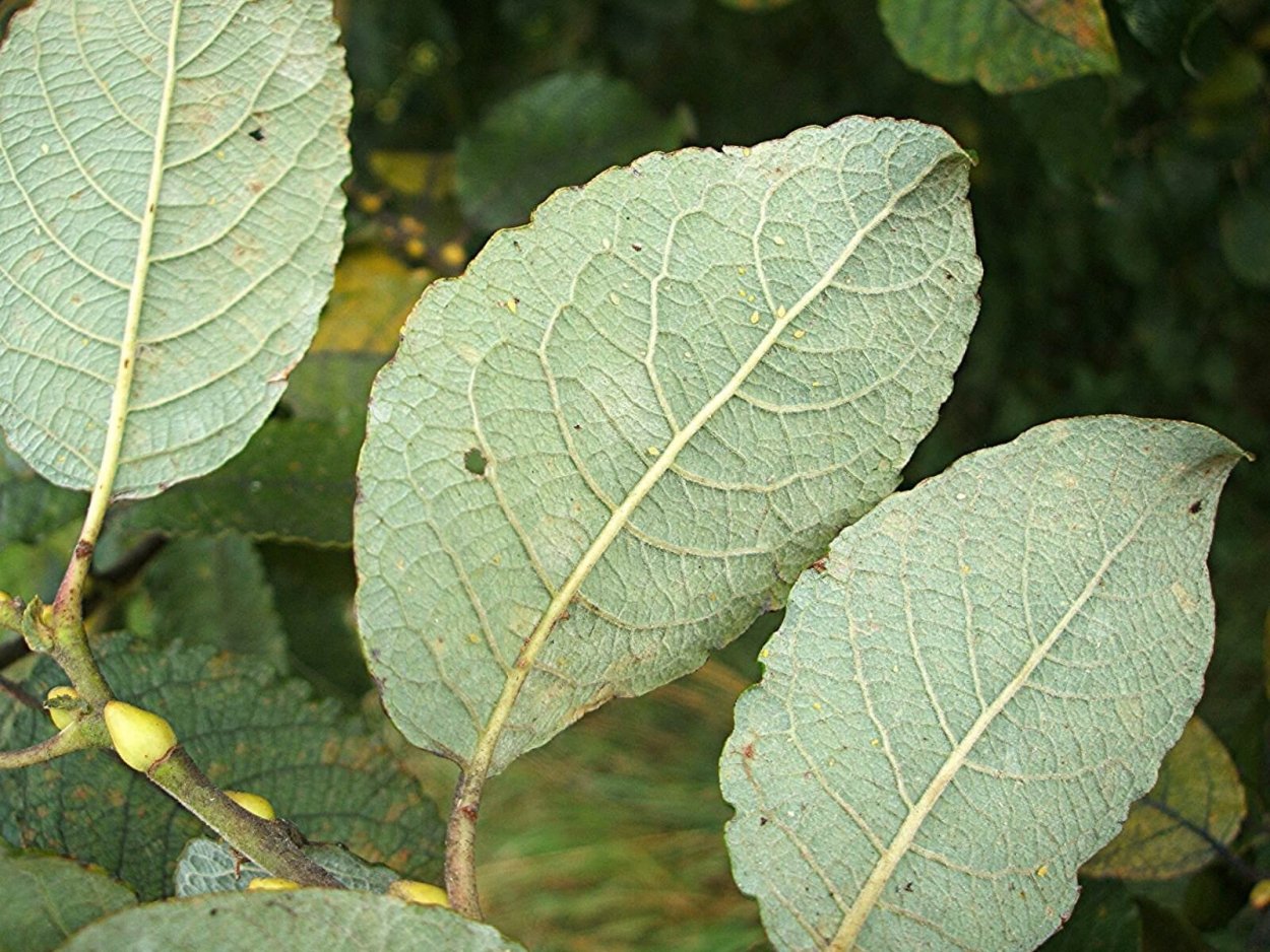 Salix caprea листья