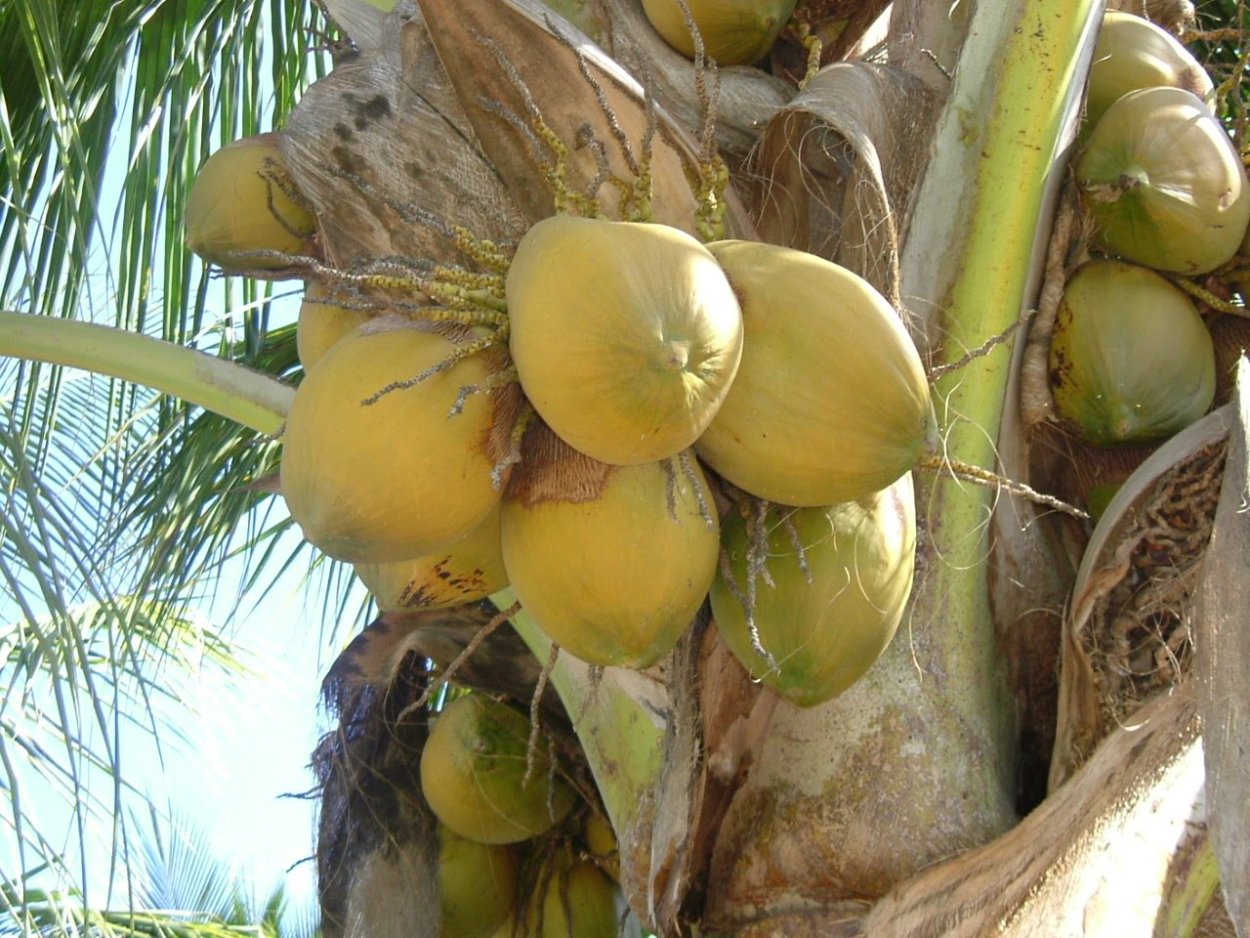 Пальма с желтыми плодами