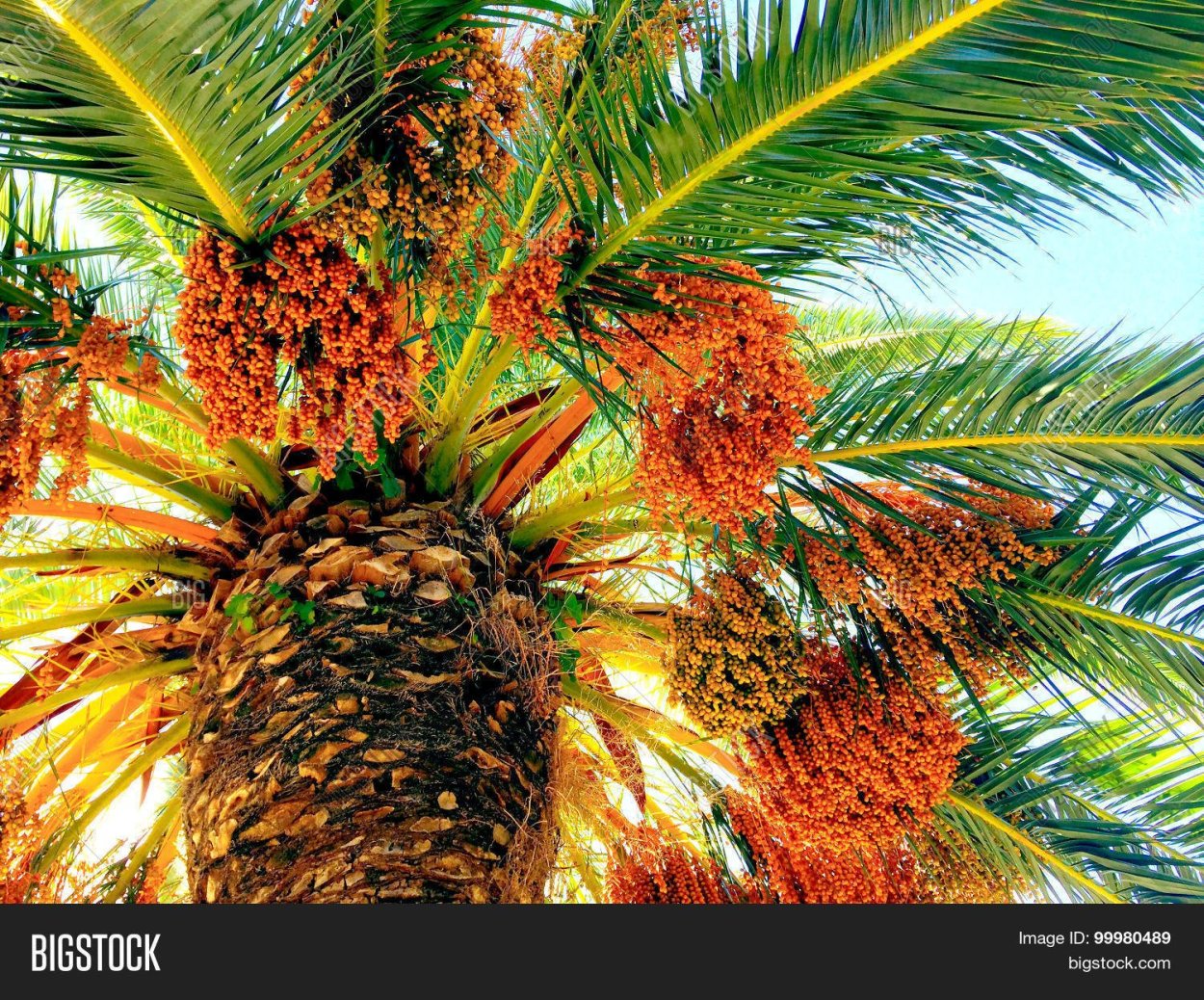 Финиковая Пальма желтые ягоды