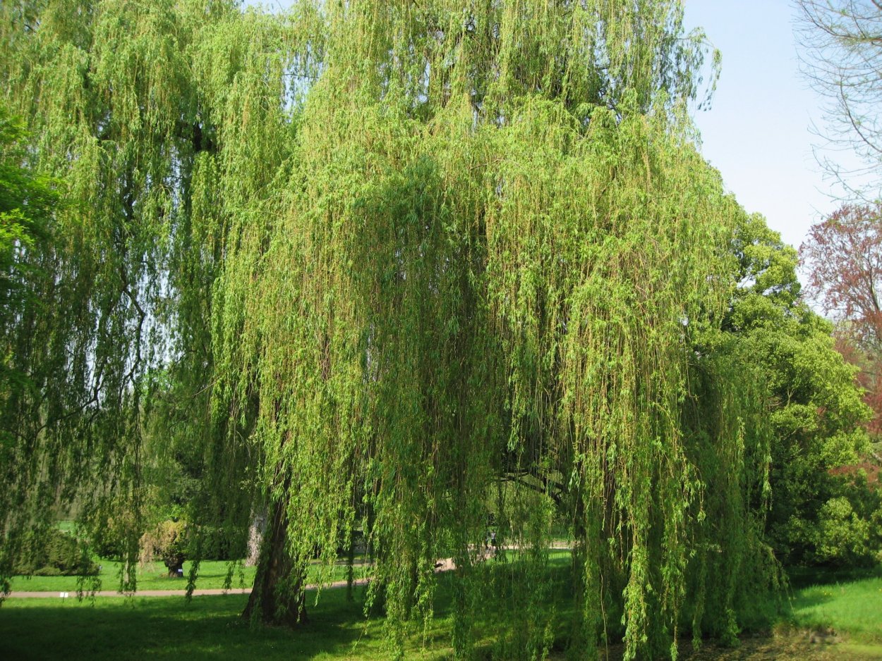 Ива белая плакучая Тристис (Salix Alba)