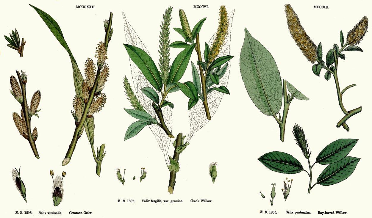 Ива ломкая (Salix fragilis), Ракита