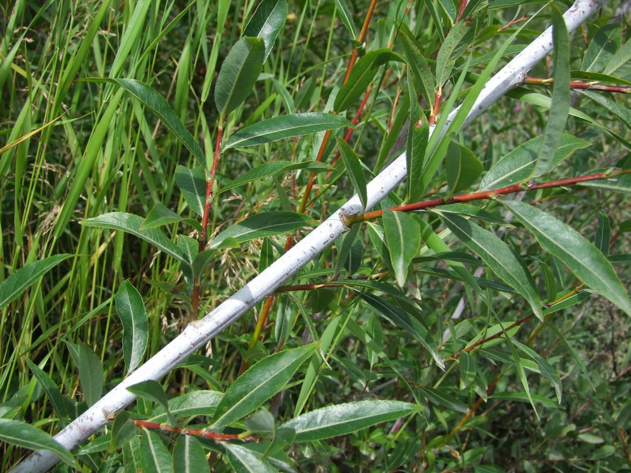 Ива Salix