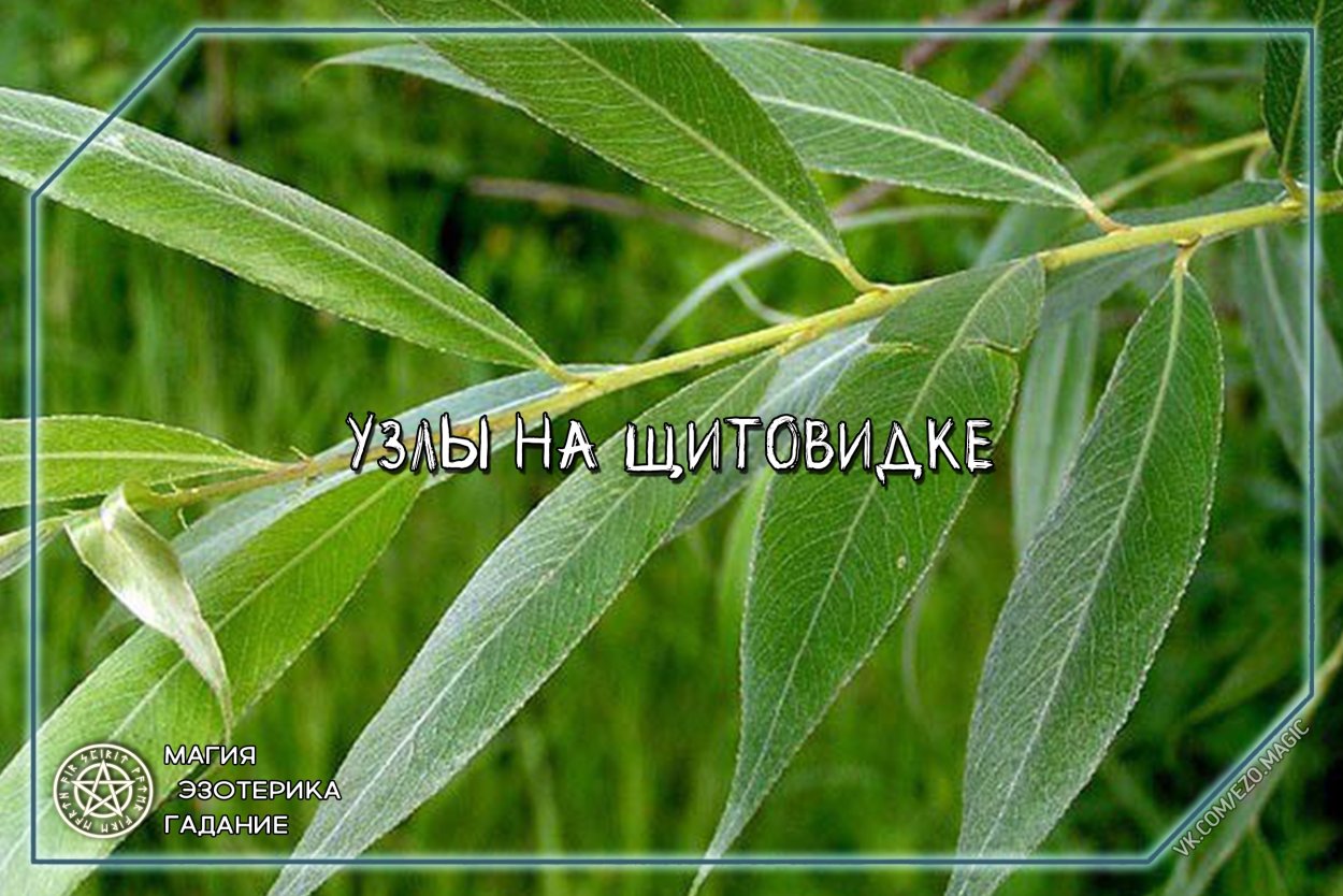 Ива белая (Salix Alba l.)