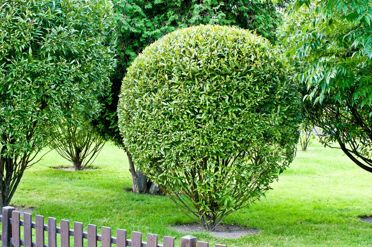 Ива ломкая (шаровидная) Salix fragilis