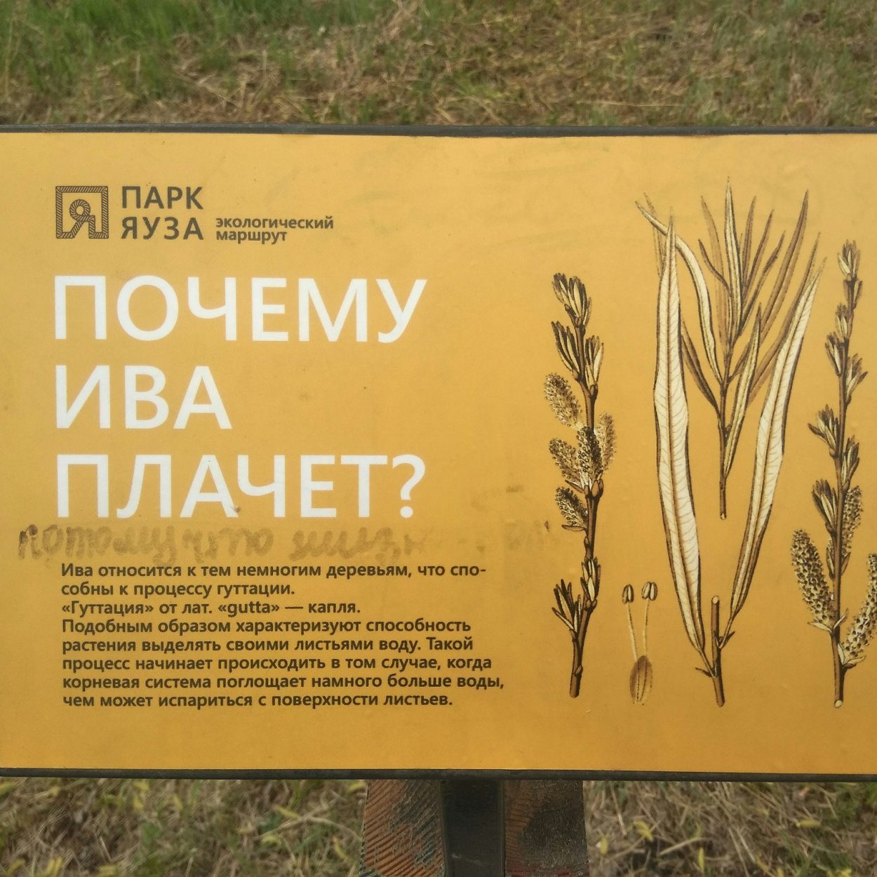 Почему плачет Ива дерево