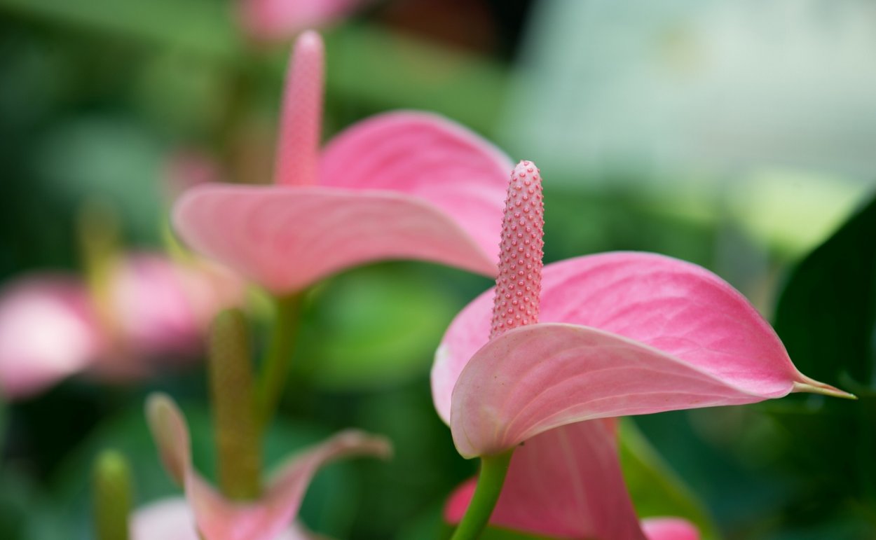 Антуриум Anthedesia Pink