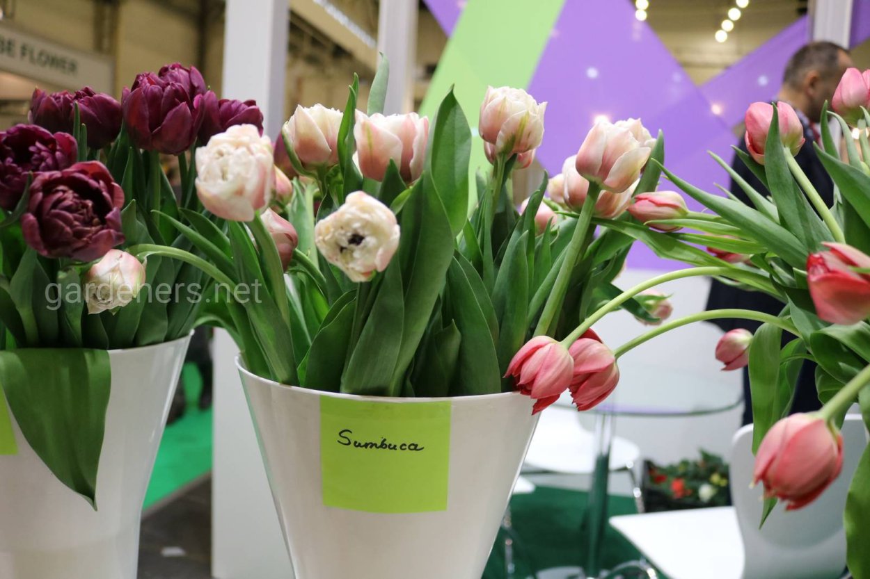 Тюльпан самбука махровый