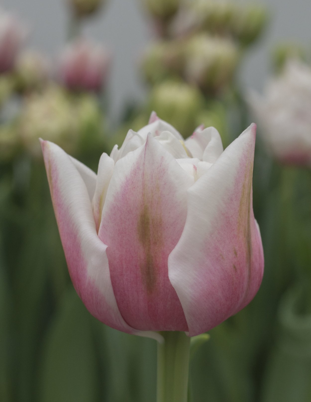 Тюльпан Crossfire