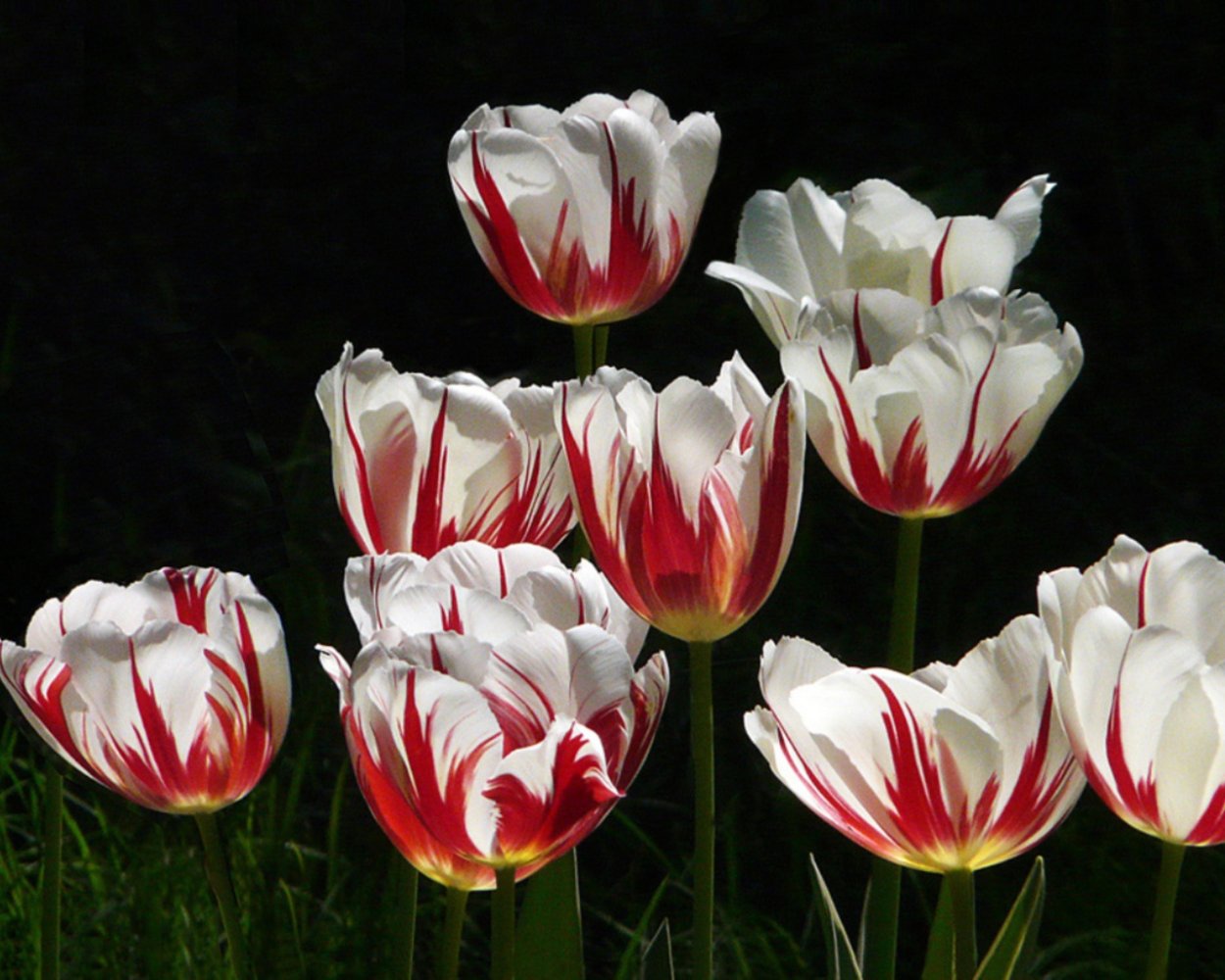 Тюльпан Ботанический Hilde