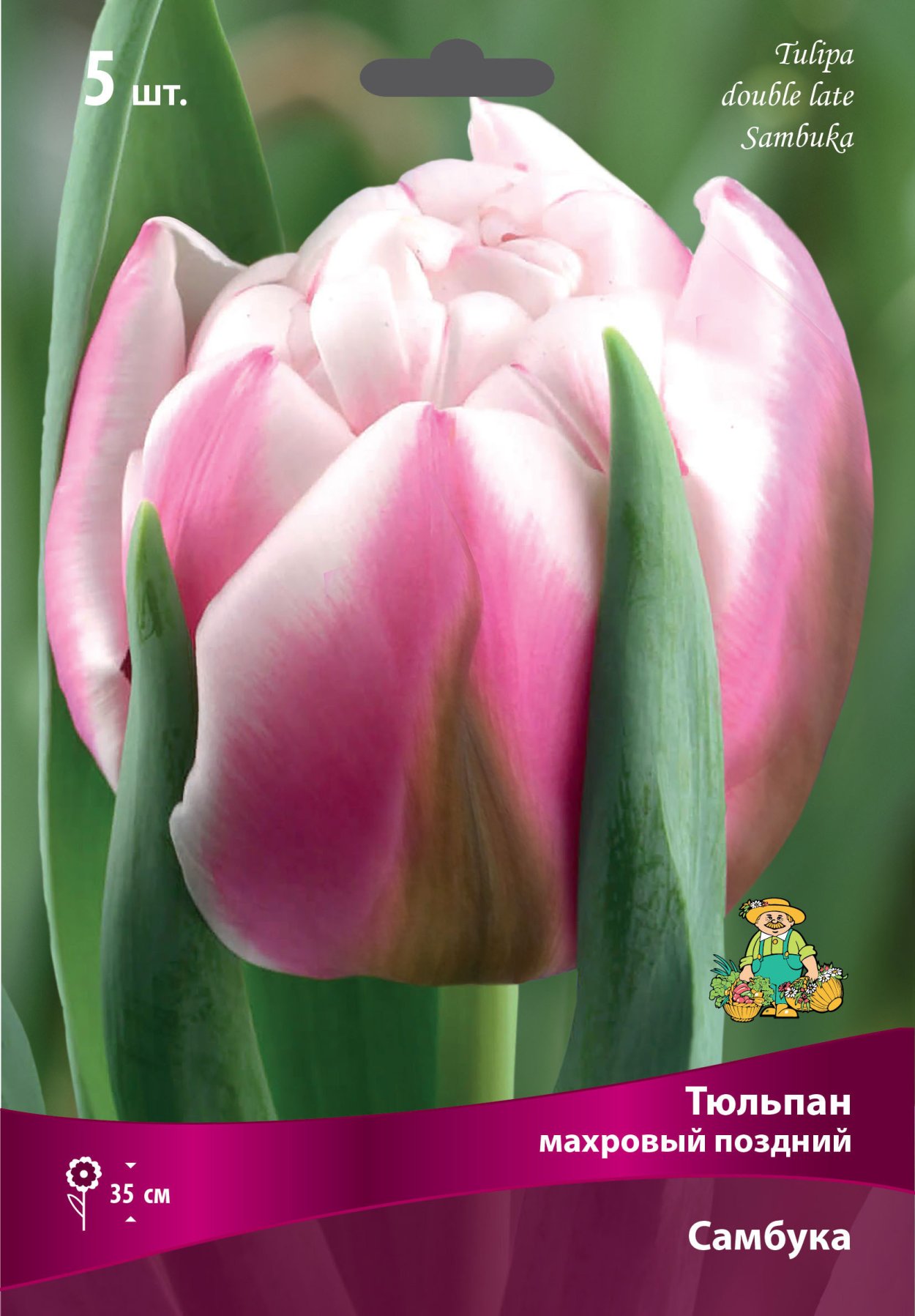 Тюльпан махровый поздний Уайт Харт 12+/к 5шт высота 30см