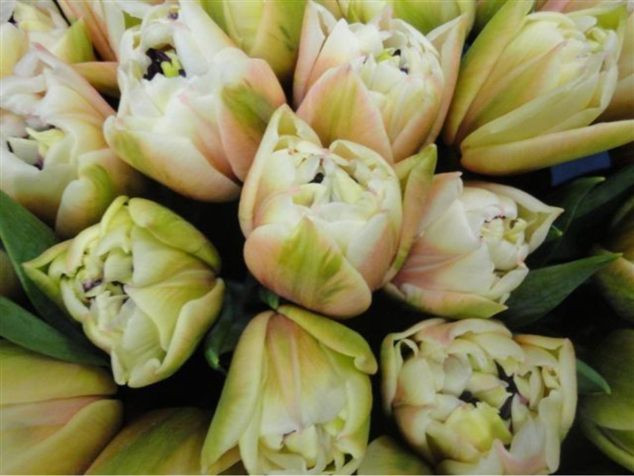 Tulipa Sambuca тюльпан самбука