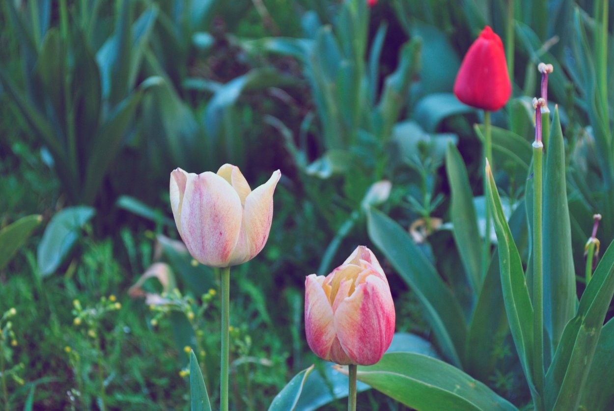 Тюльпан Криспион Свит