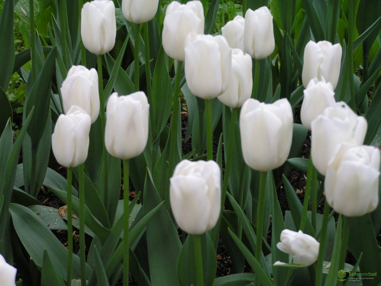 Тюльпаны в комнате