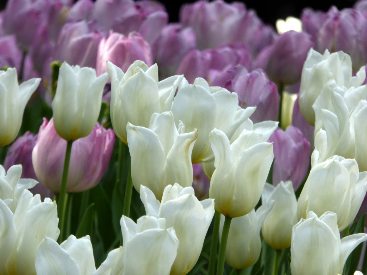 Тюльпан Finola