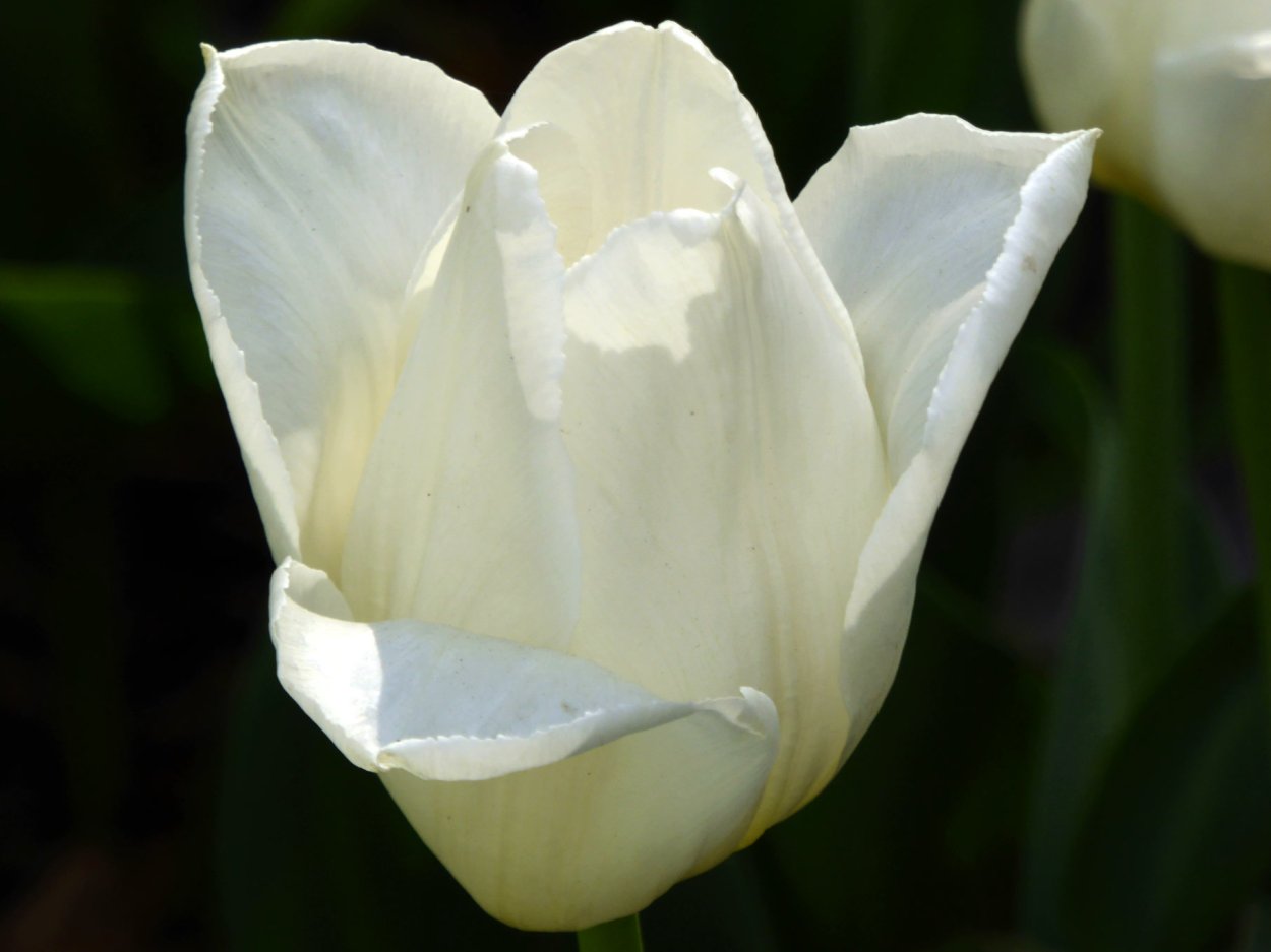 Тюльпан Сноу Хилл