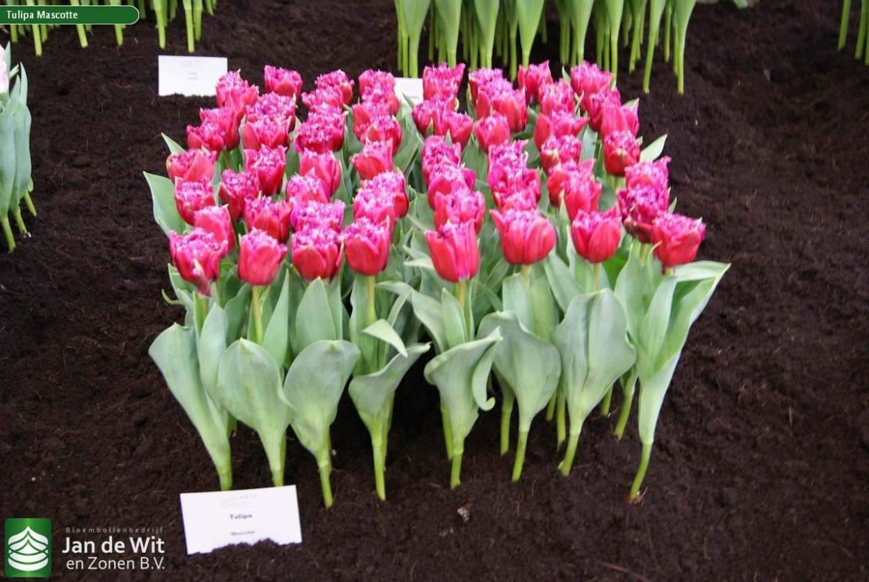 Тюльпан Гербранд Кифт