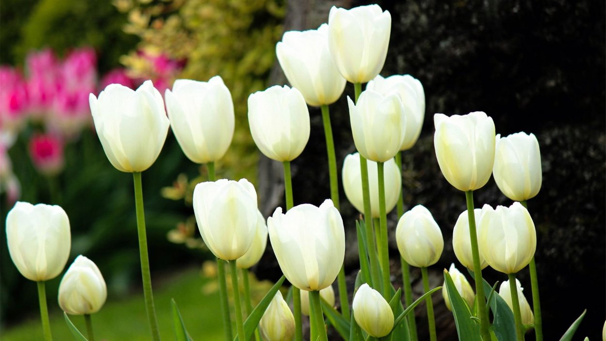 Раджана самбука