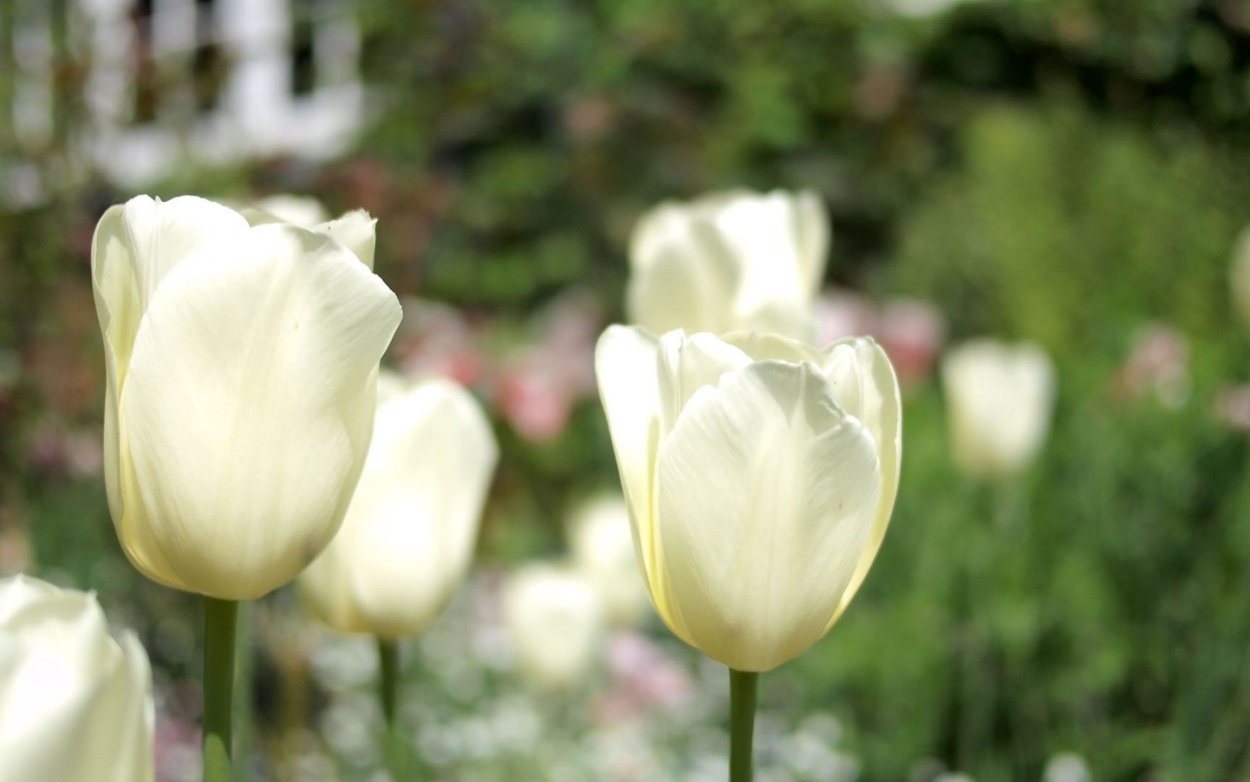 Катя самбука Барселона