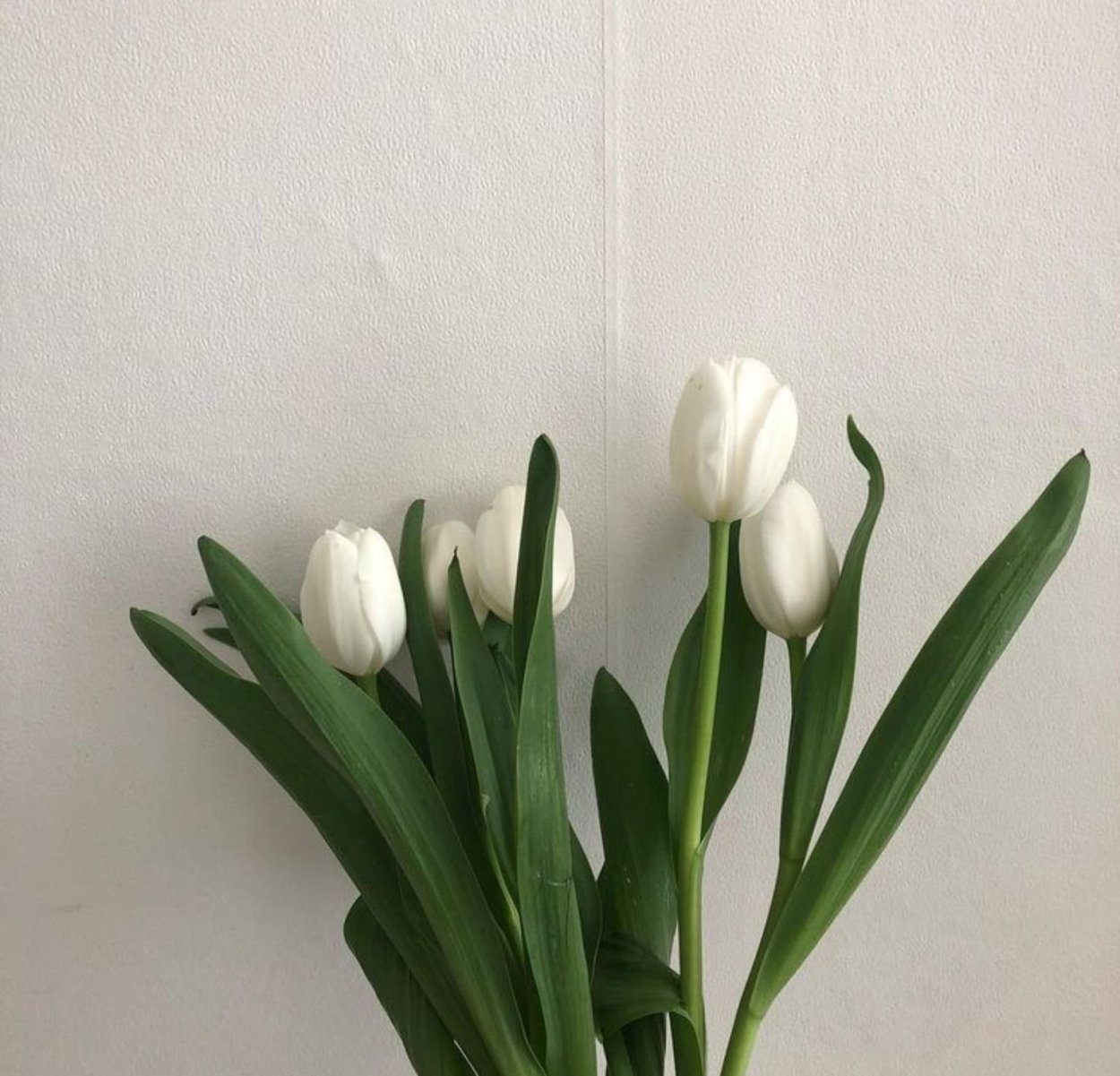 Белые розы в машине