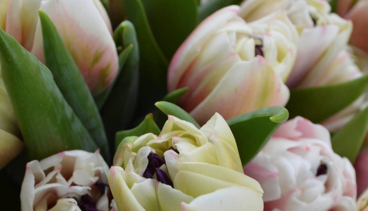 Тюльпан Sambuca